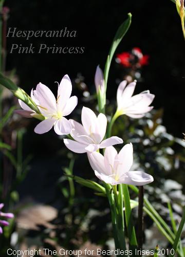 Schizostylus Pink Princess 